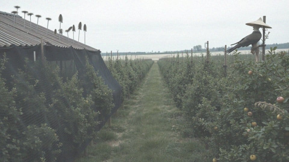 Jakie inne metody odstraszania ptaków można stosować?