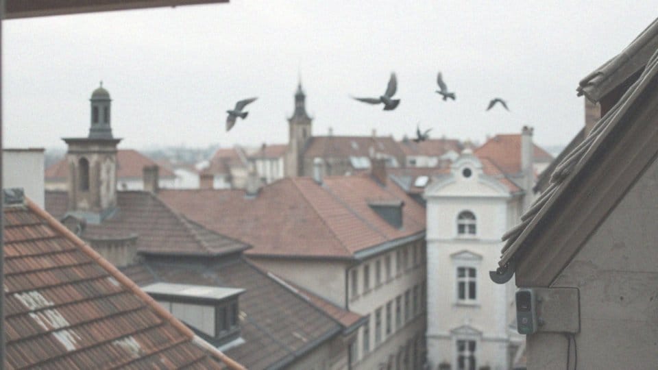 Jak dźwiękowy odstraszacz działa na gołębie?