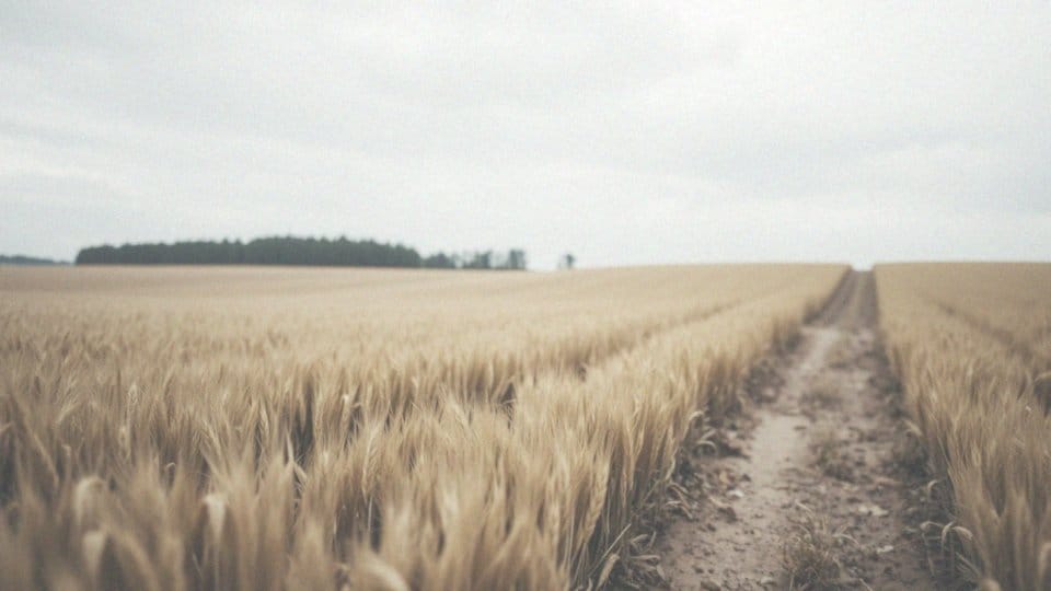 Gdzie boli jelito cienkie? Przyczyny i objawy bólu