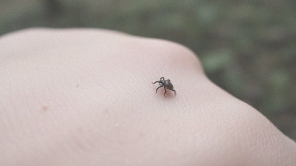 Martwy kleszcz w skórze – objawy i co zrobić w takiej sytuacji?