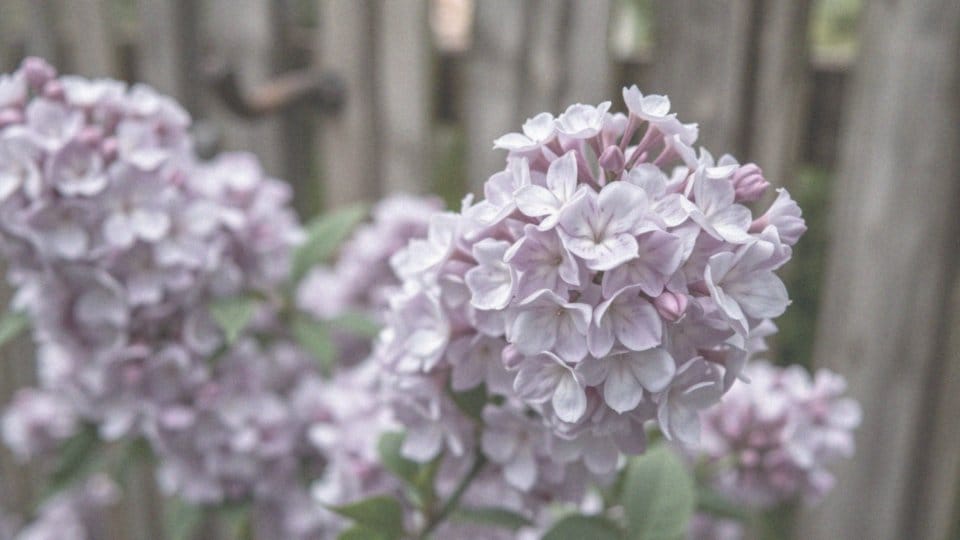 Sine plamy na twarzy – przyczyny, diagnoza i leczenie