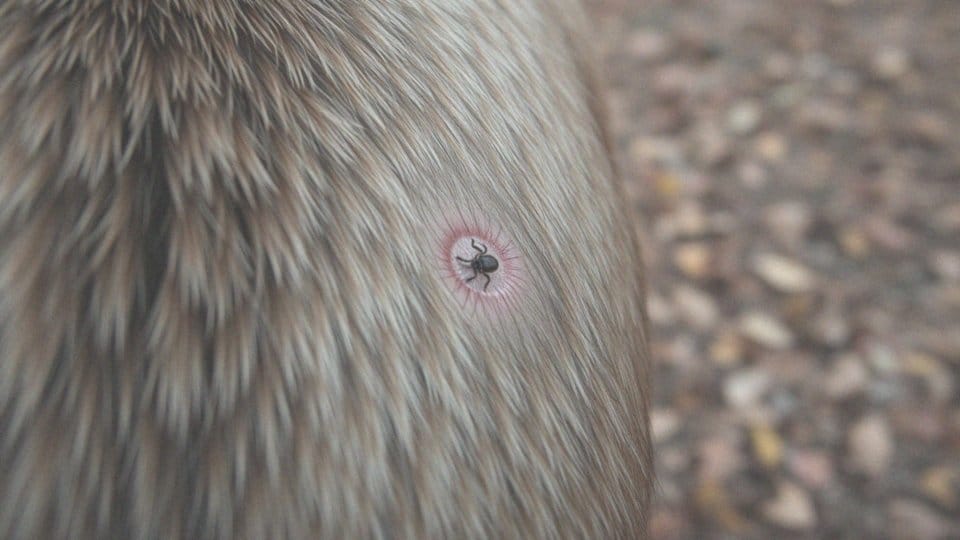 Urwany kleszcz u psa – co robić i jak zadbać o zdrowie pupila?